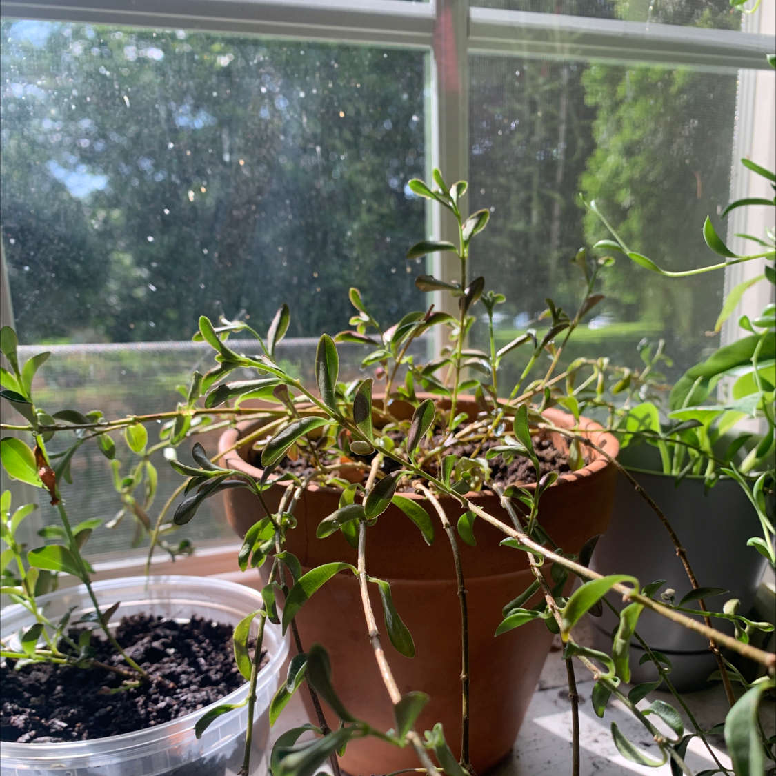 Goldfish Plant plant photo by @taralynn named Goldie on Greg, the plant care app.