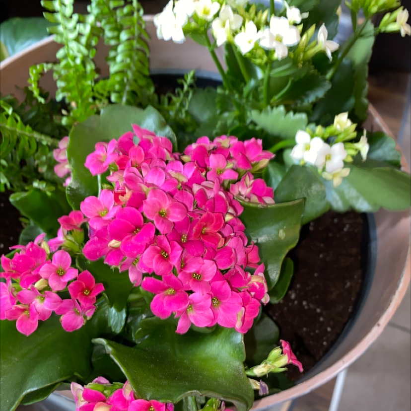 Florist Kalanchoe plant photo by @wes.hb named Monica on Greg, the plant care app.