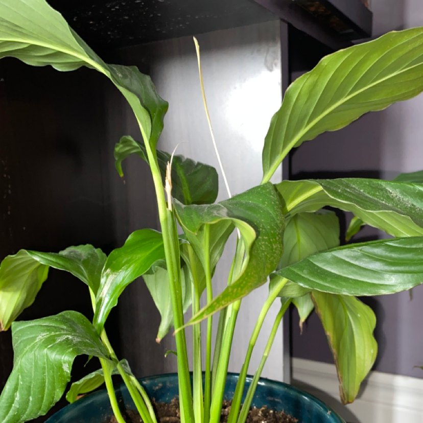 Peace Lily plant photo by @wes.hb named Denise on Greg, the plant care app.