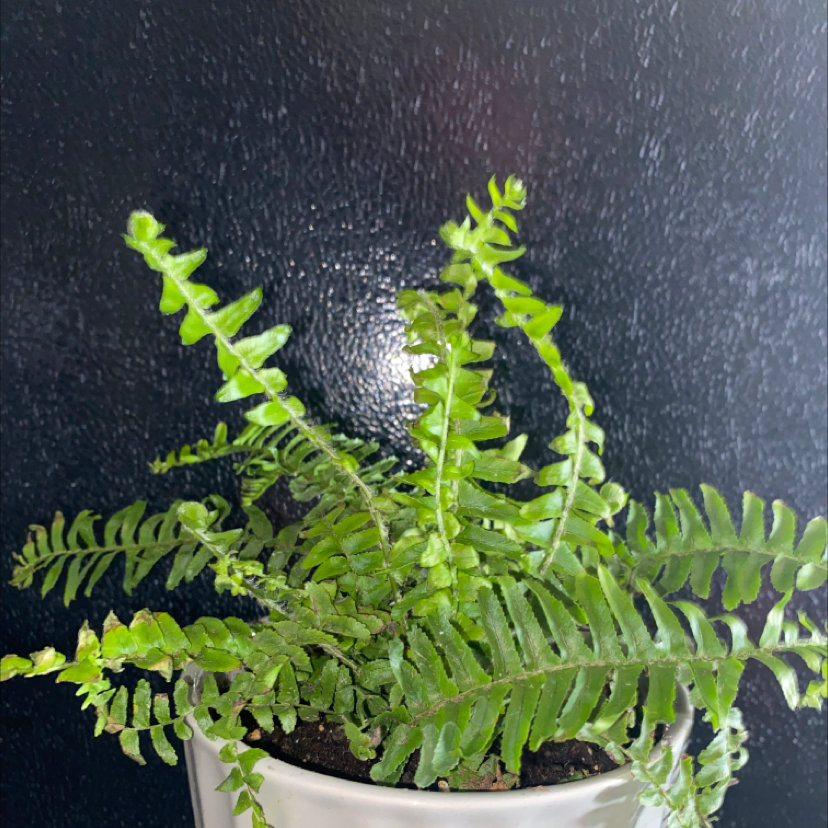 Boston Fern plant photo by @wes.hb named Kim on Greg, the plant care app.