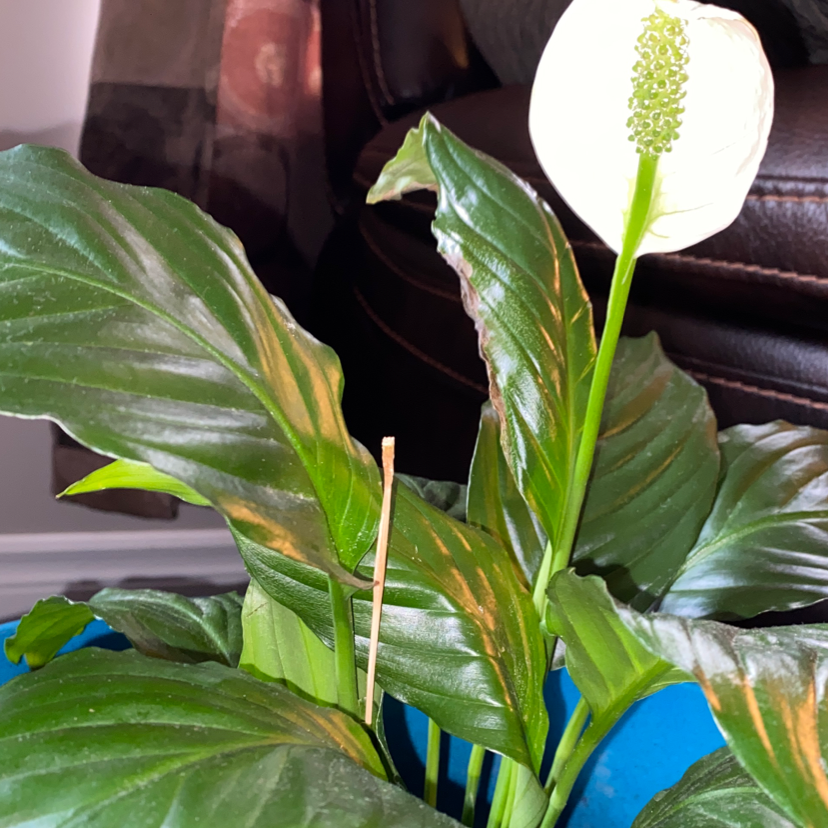 Peace Lily plant photo by @wes.hb named Abigail on Greg, the plant care app.