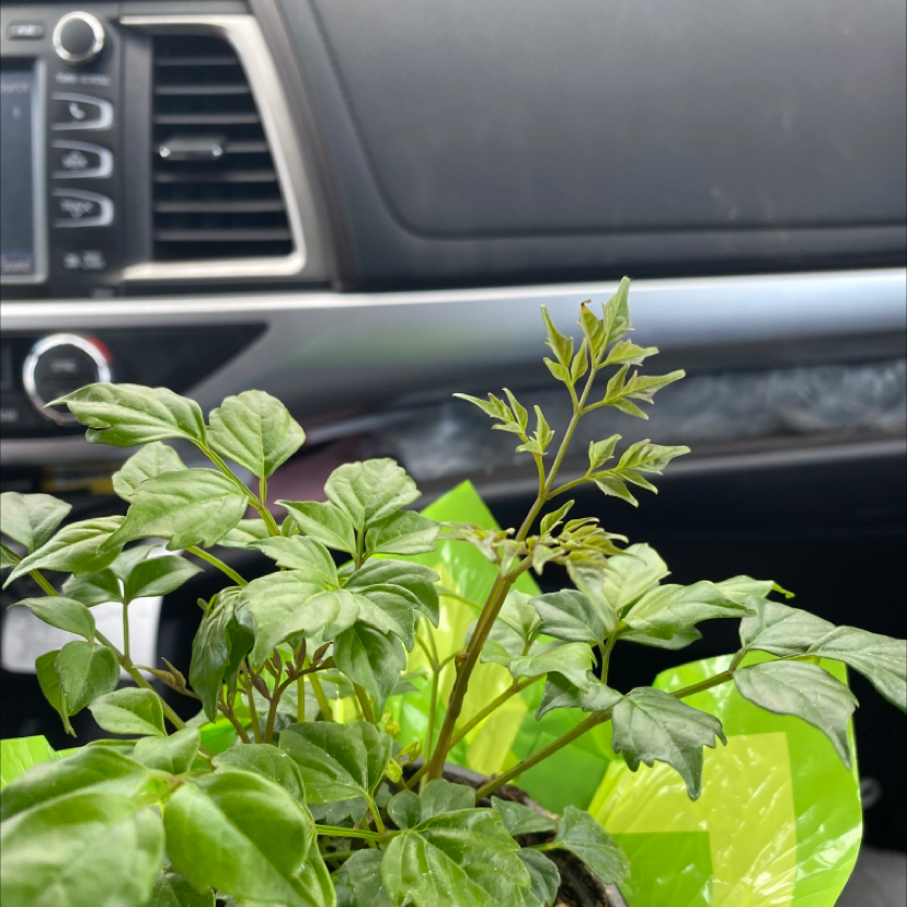 China Doll Plant plant photo by @wes.hb named Juuzou on Greg, the plant care app.
