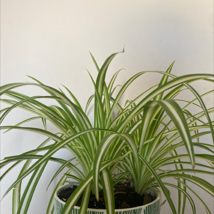 Spider Plant plant photo by @wes.hb named Peter on Greg, the plant care app.