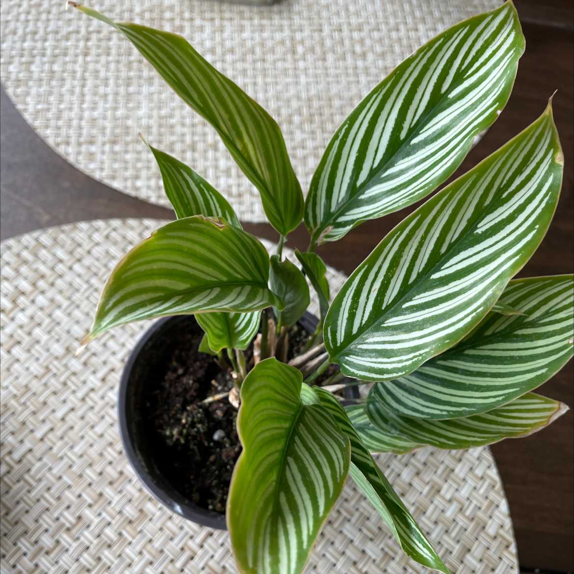 Calathea Vittata plant with vibrant green leaves and white stripes in a black pot.