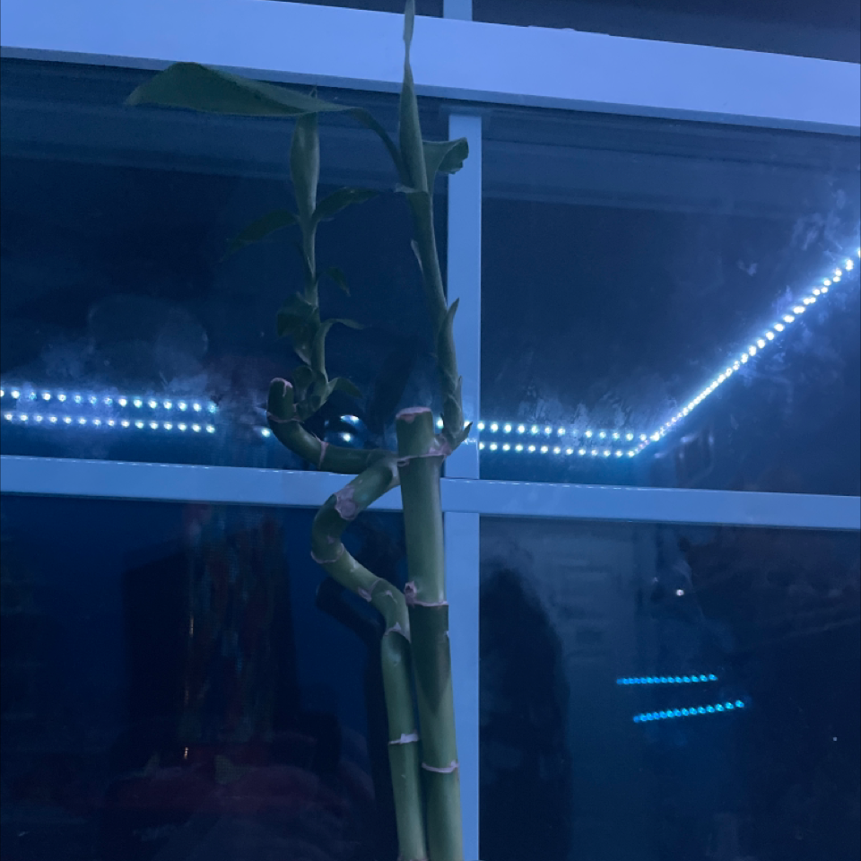 Lucky Bamboo plant photo by Autumn named Chewie on Greg, the plant care app.