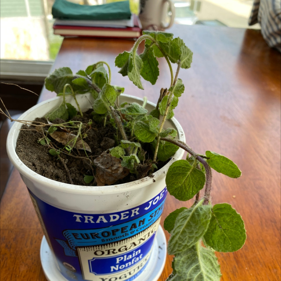 Spearmint plant photo by @Kwmassey named Minty on Greg, the plant care app.