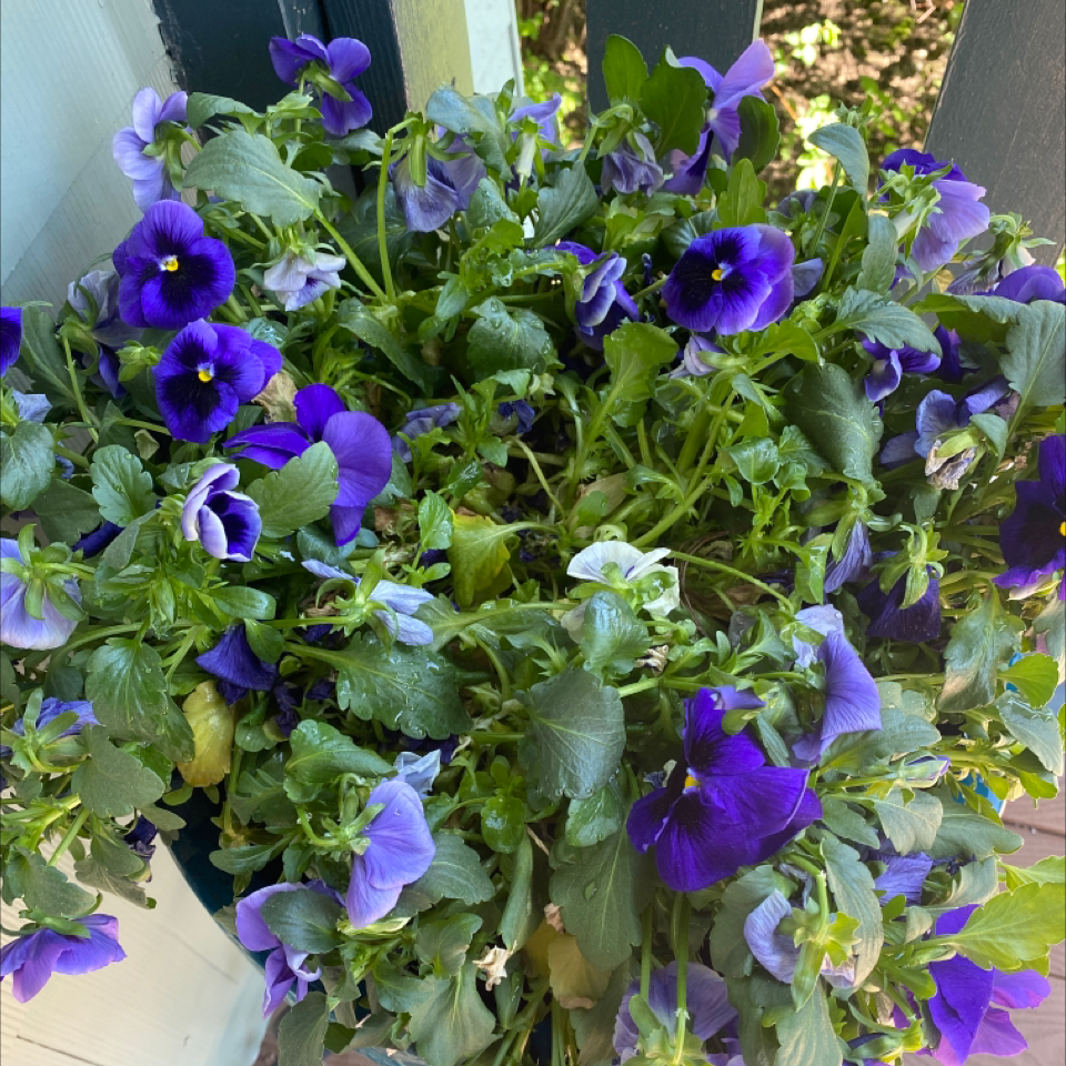 Photo of the plant species Wild Pansy by @Kwmassey named Melvin on Greg, the plant care app