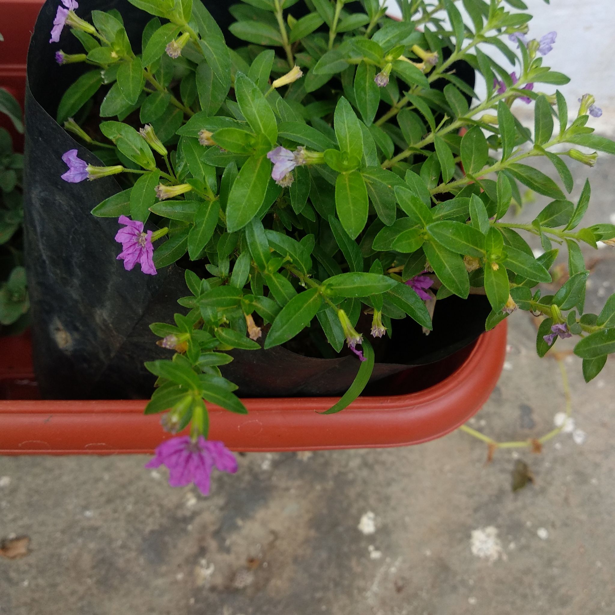 Mexican-Heather plant with green leaves and small purple flowers in a plastic pot.