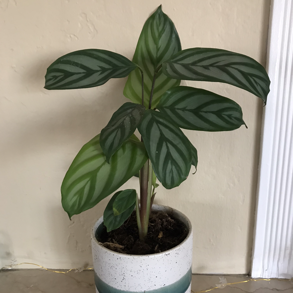 Healthy Fishbone Prayer Plant with dark green leaves displaying intricate light green vein patterns, in a white ceramic pot.