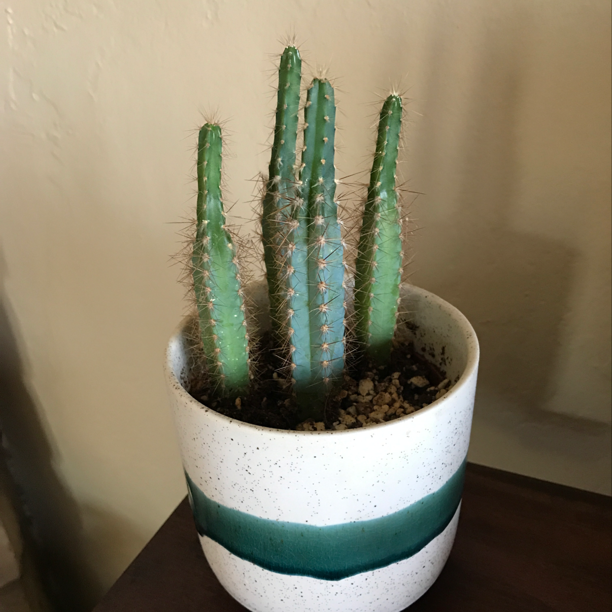 Fairy Castle Cactus in a white pot with a green stripe, healthy and well-framed.