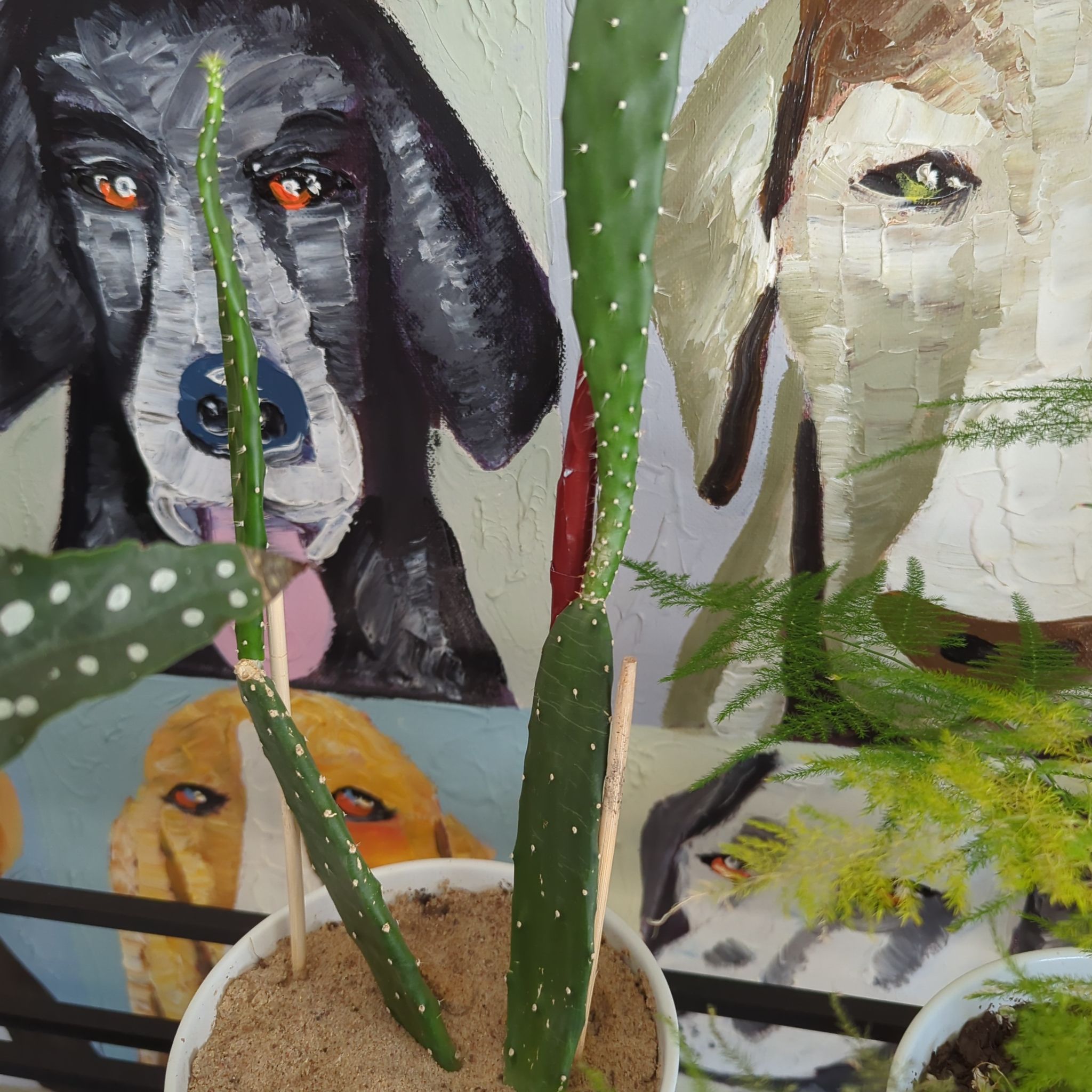 Cochineal Cactus in a pot with sandy soil, background features painted dog images.