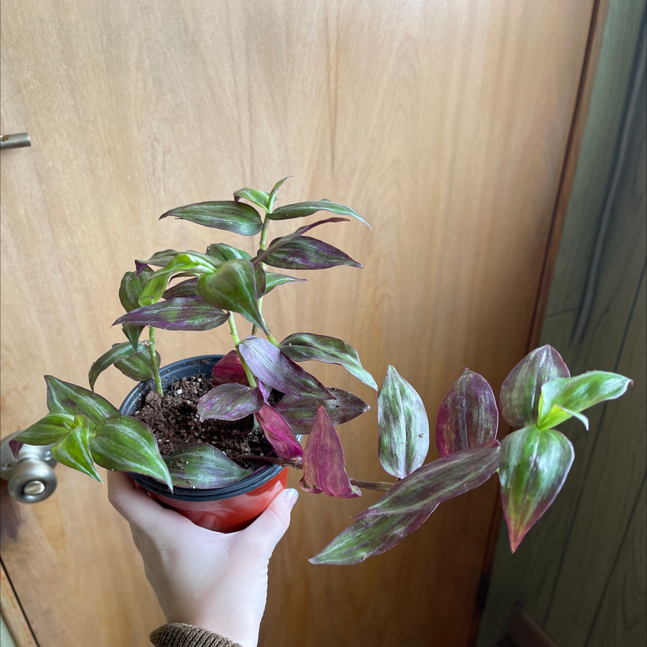 Spiderwort plant photo by @riverandbilly named Daphne on Greg, the plant care app.