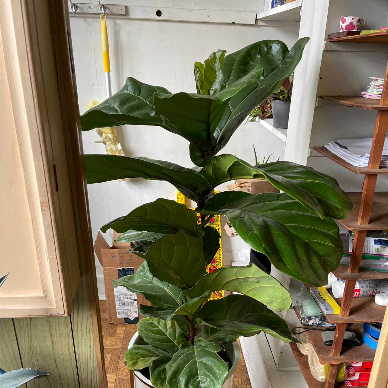 Fiddle Leaf Fig plant photo by @riverandbilly named Mabel on Greg, the plant care app.
