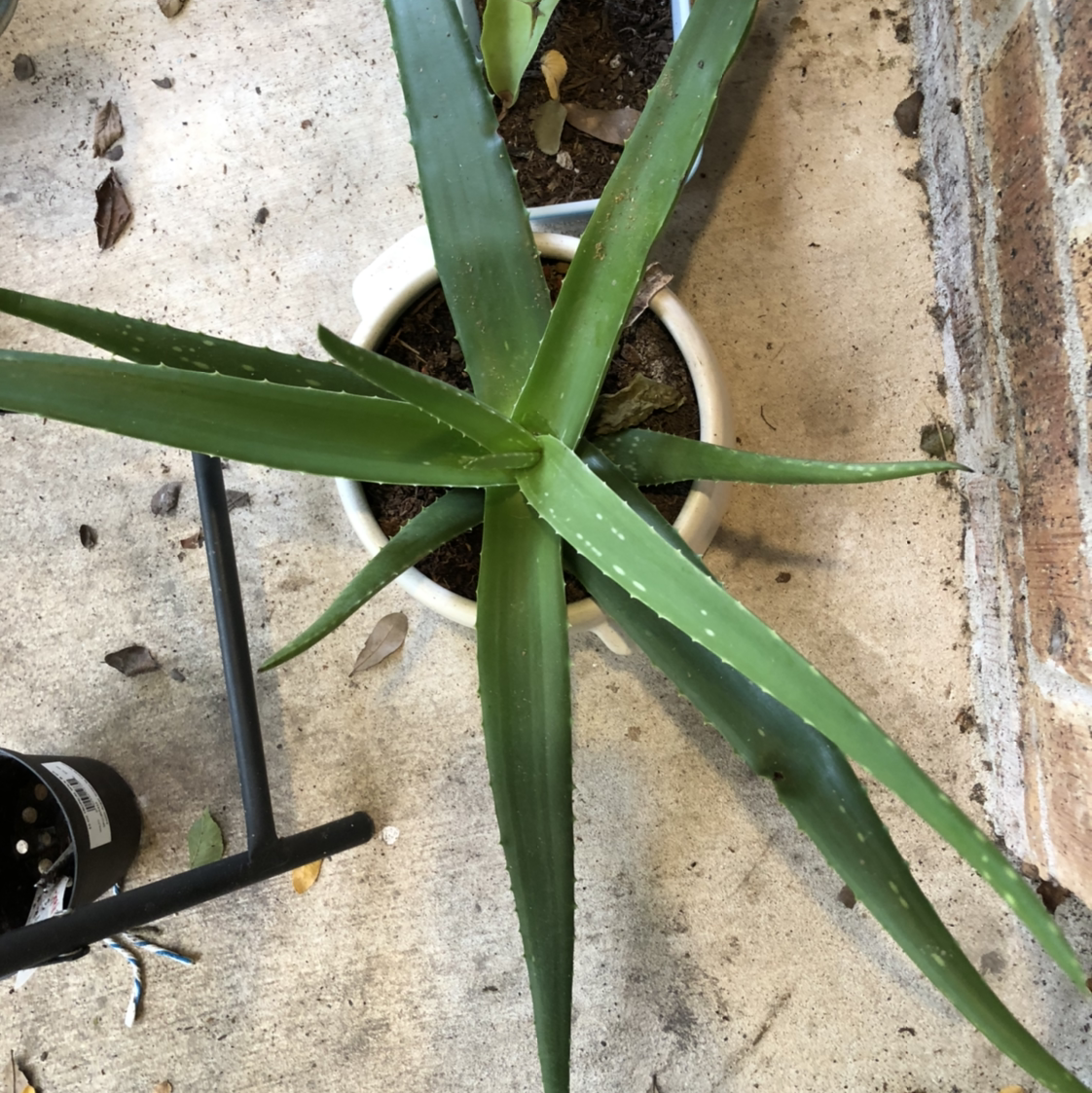 Top view of a healthy potted aloe vera plant with thick green leaves and slight browning on leaf tips, in well-draining soil mix.
