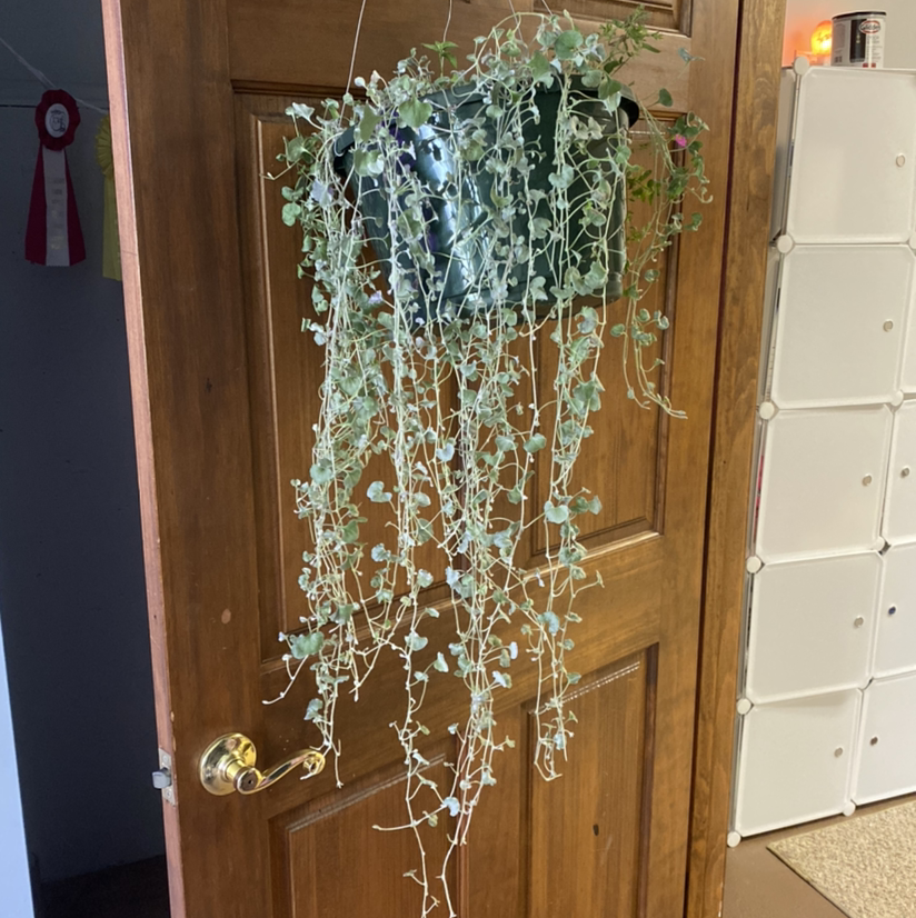 Hanging Silver Ponysfoot plant with small, round leaves, well-framed and healthy.
