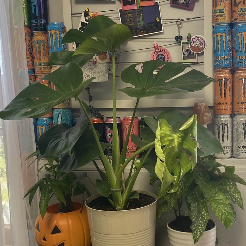 Monstera plant photo by @Charlee named Monty on Greg, the plant care app.