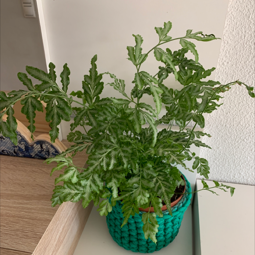 Brake Fern in a pot with green, healthy fronds, placed indoors.