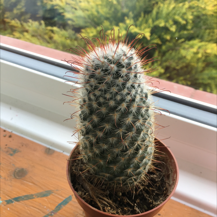 Potted Correll's Hedgehog Cactus on a windowsill, appears healthy.