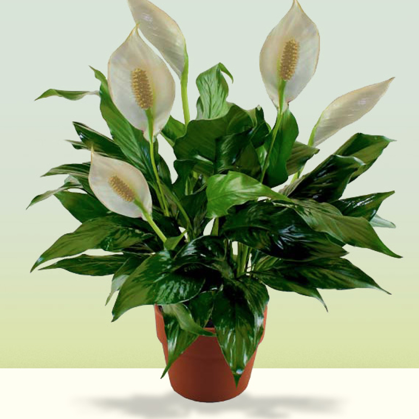 Peace Lily plant photo by @mrsfarquaad named bethany on Greg, the plant care app.