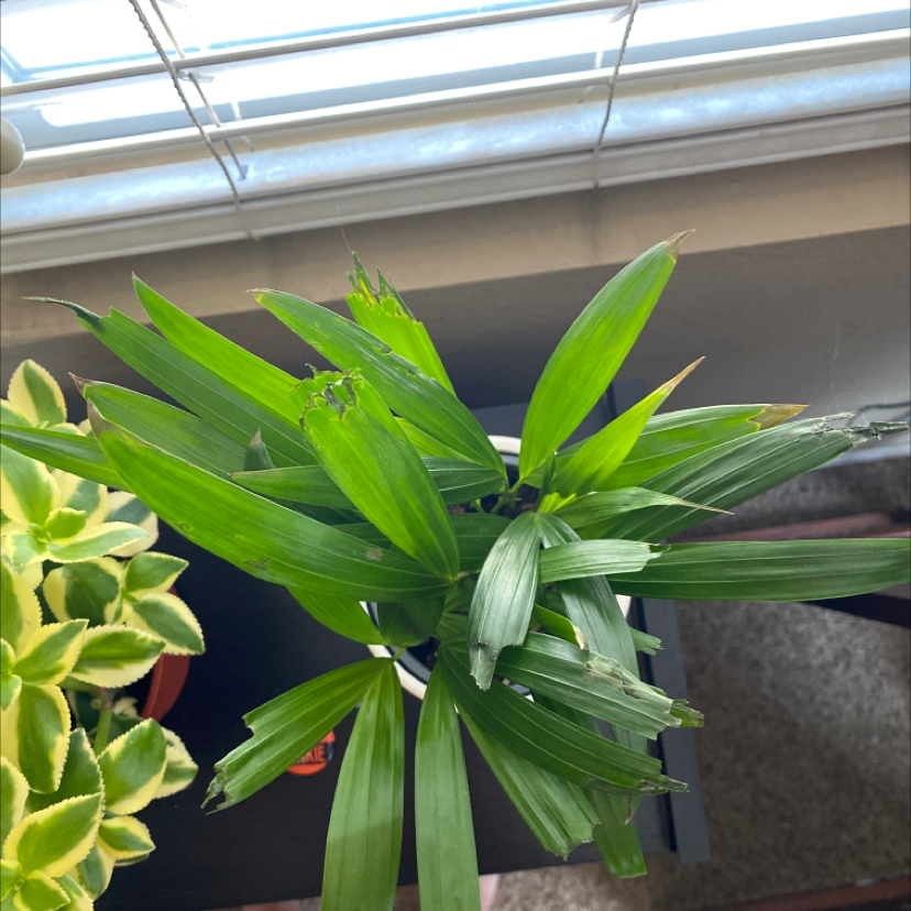 Healthy and thriving Rhapsis palm plant with lush, glossy green fan-shaped leaves, well-framed in an indoor setting.