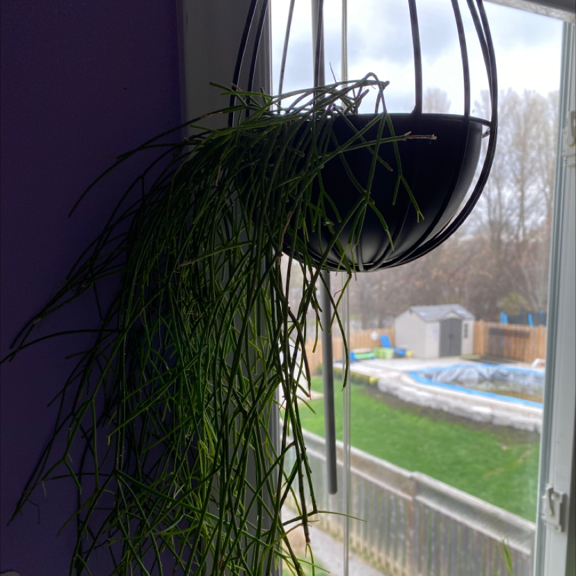Hanging Mistletoe Cactus with long, thin, green stems near a window.