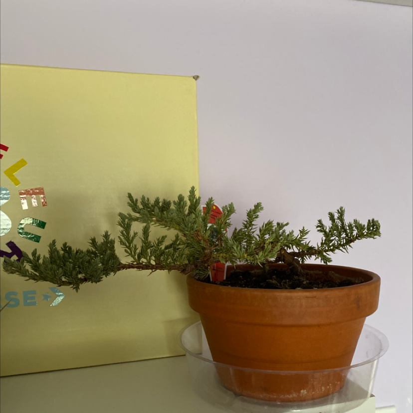 Japanese Garden Juniper in a terracotta pot with green foliage, well-framed and centered.
