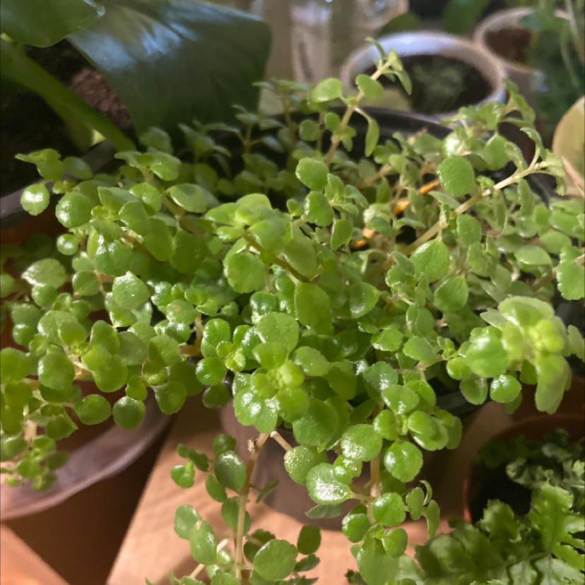 Healthy Pilea peperomioides plant with dense, bright green round leaves, well-framed but slightly out of focus.