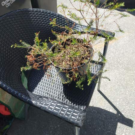 Photo of the plant species Boronia heterophylla by @SurpriseChamisa named a bush alright!! on Greg, the plant care app