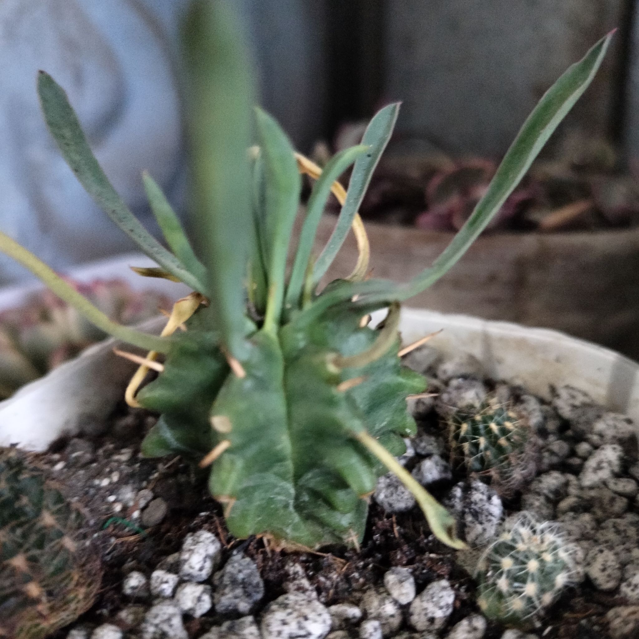 Photo of the plant species Pincushion Euphorbia by @PrimoHedera named Bodhi on Greg, the plant care app