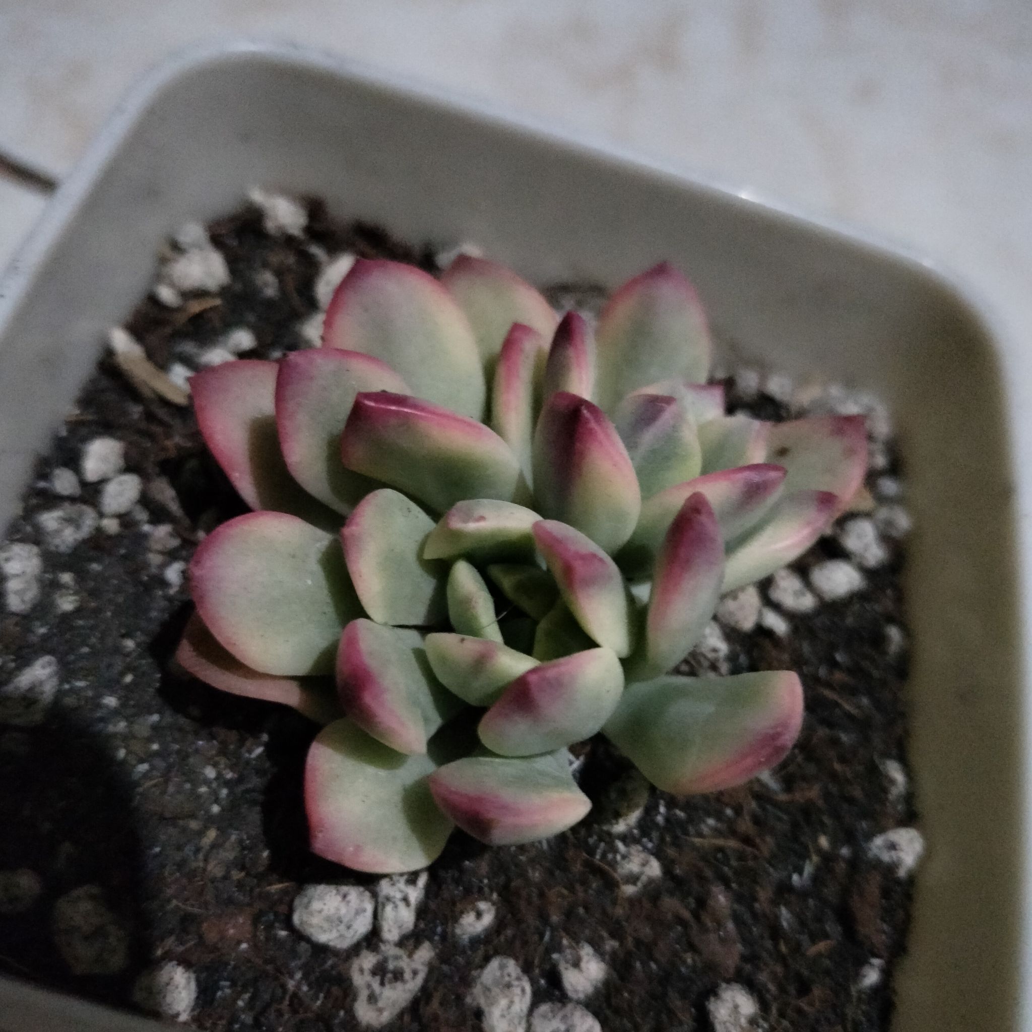 Photo of the plant species Echeveria 'Minibelle' by @PrimoHedera named Bella on Greg, the plant care app