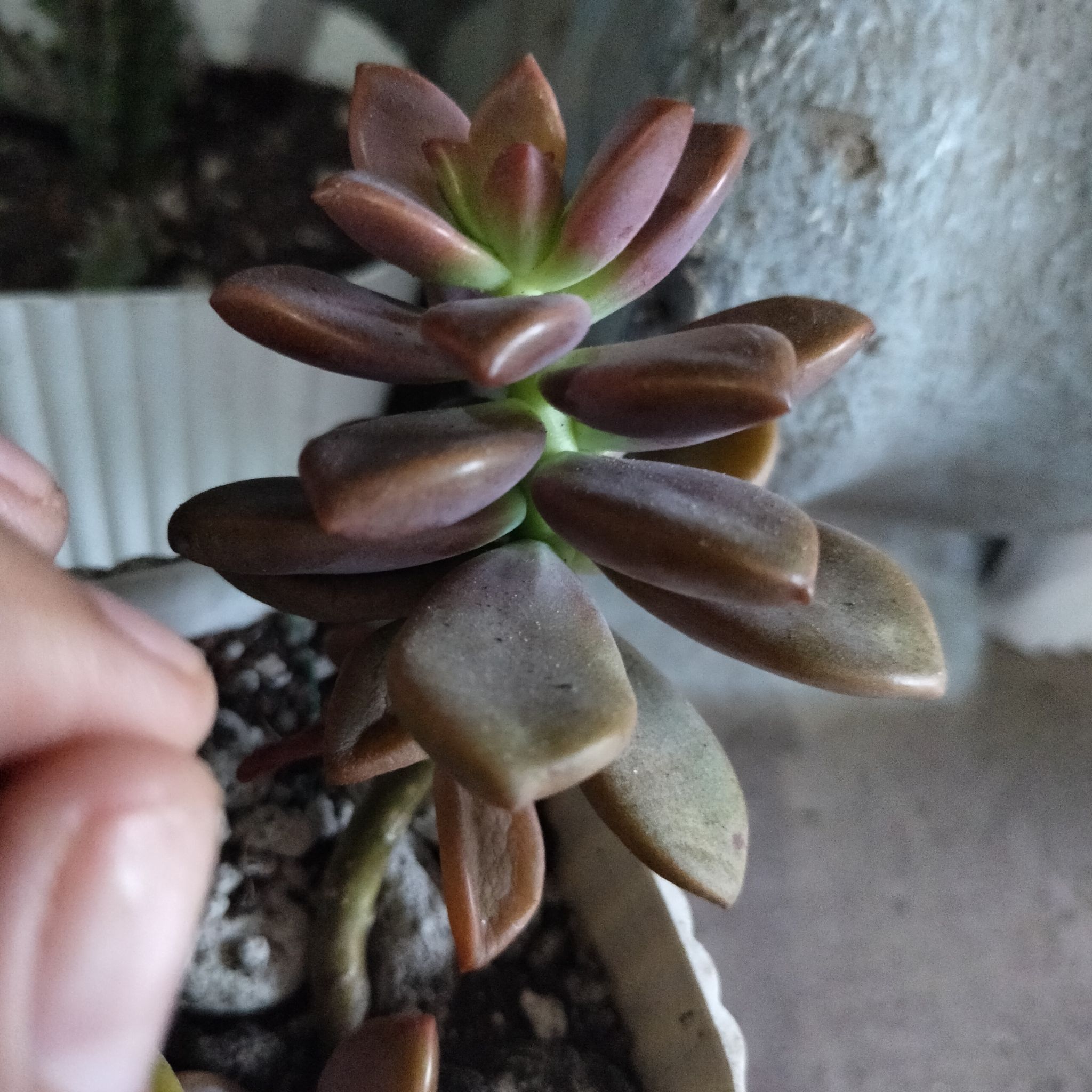 Graptosedum 'Bronze' succulent with bronze-hued leaves in a pot, hand visible.