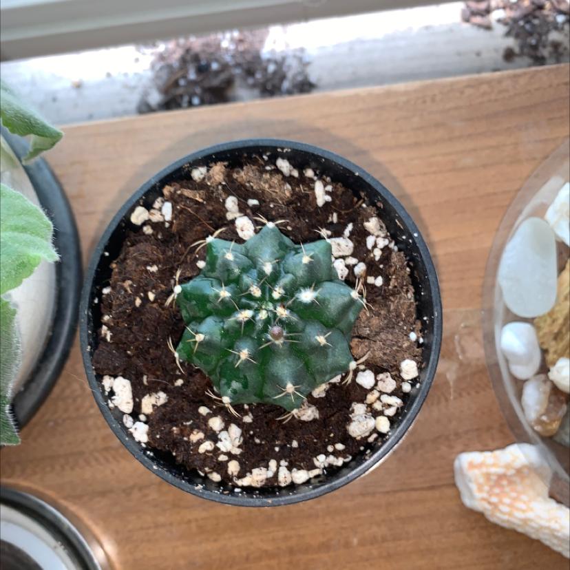 Turbinicarpus schmiedickeanus cactus in a pot with visible soil, well-framed and focused.