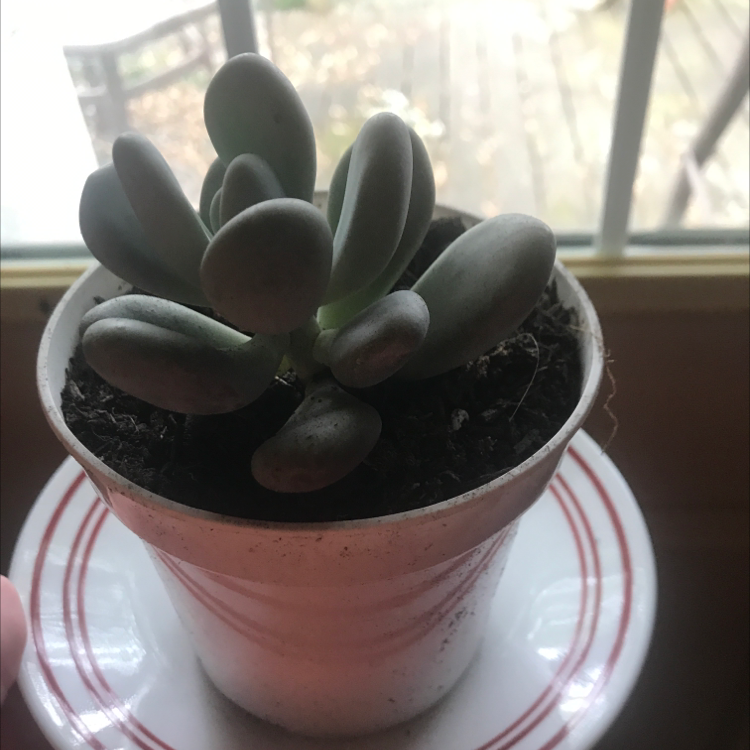 Photo of the plant species Silver Bracts by @Rachel named Benny on Greg, the plant care app