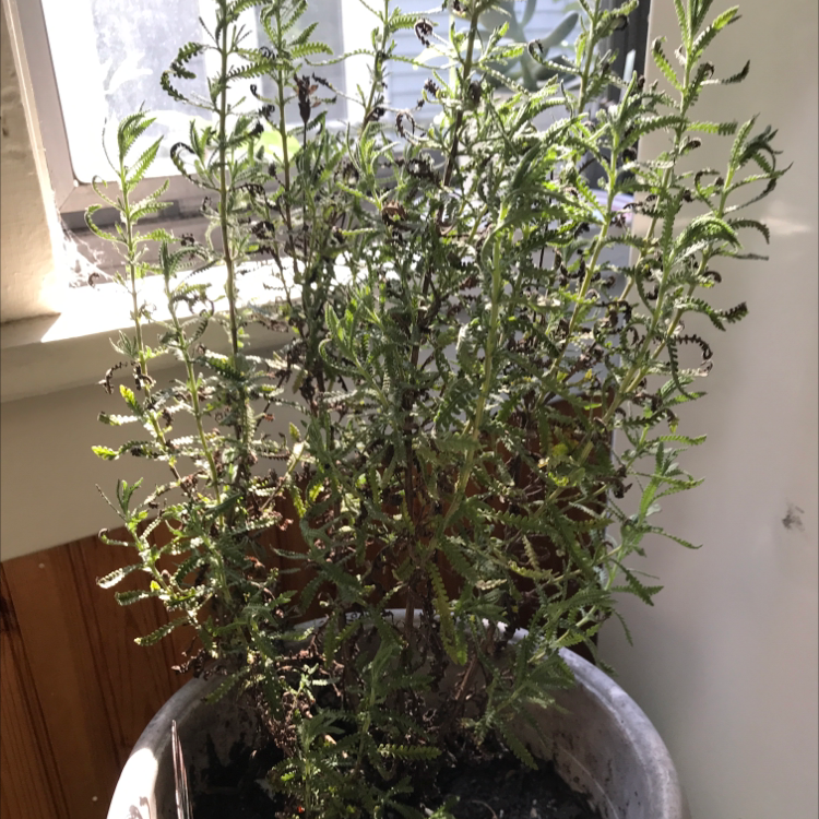 Photo of the plant species French Lavender by @Rachel named Natasha on Greg, the plant care app