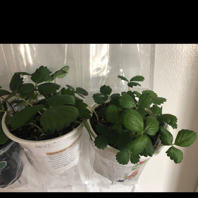 Two Beach Strawberry plants in white pots with visible soil and healthy green leaves.