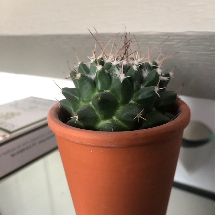 A healthy Mexican Pincushion cactus in a terracotta pot.