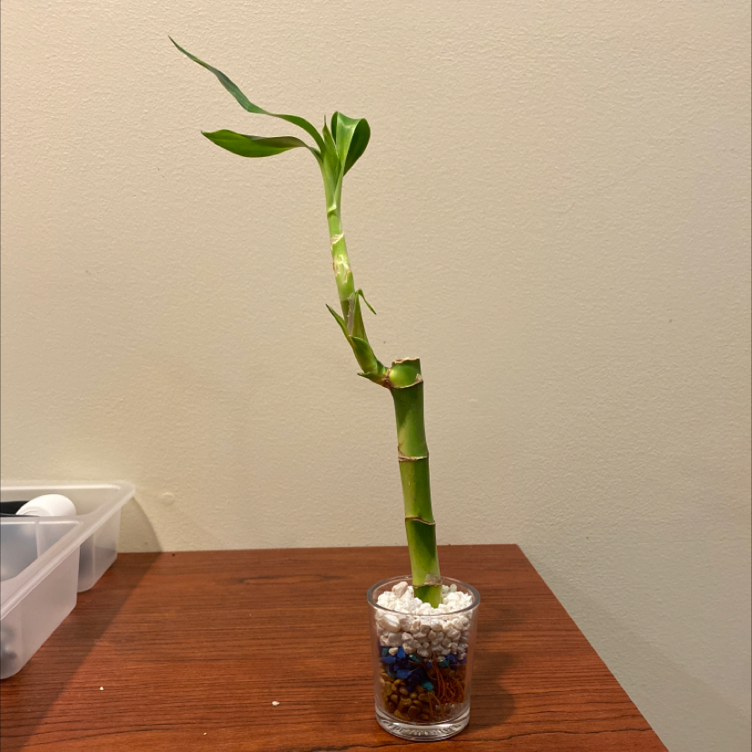 A healthy Common Bamboo plant in a small glass container with visible soil and pebbles.