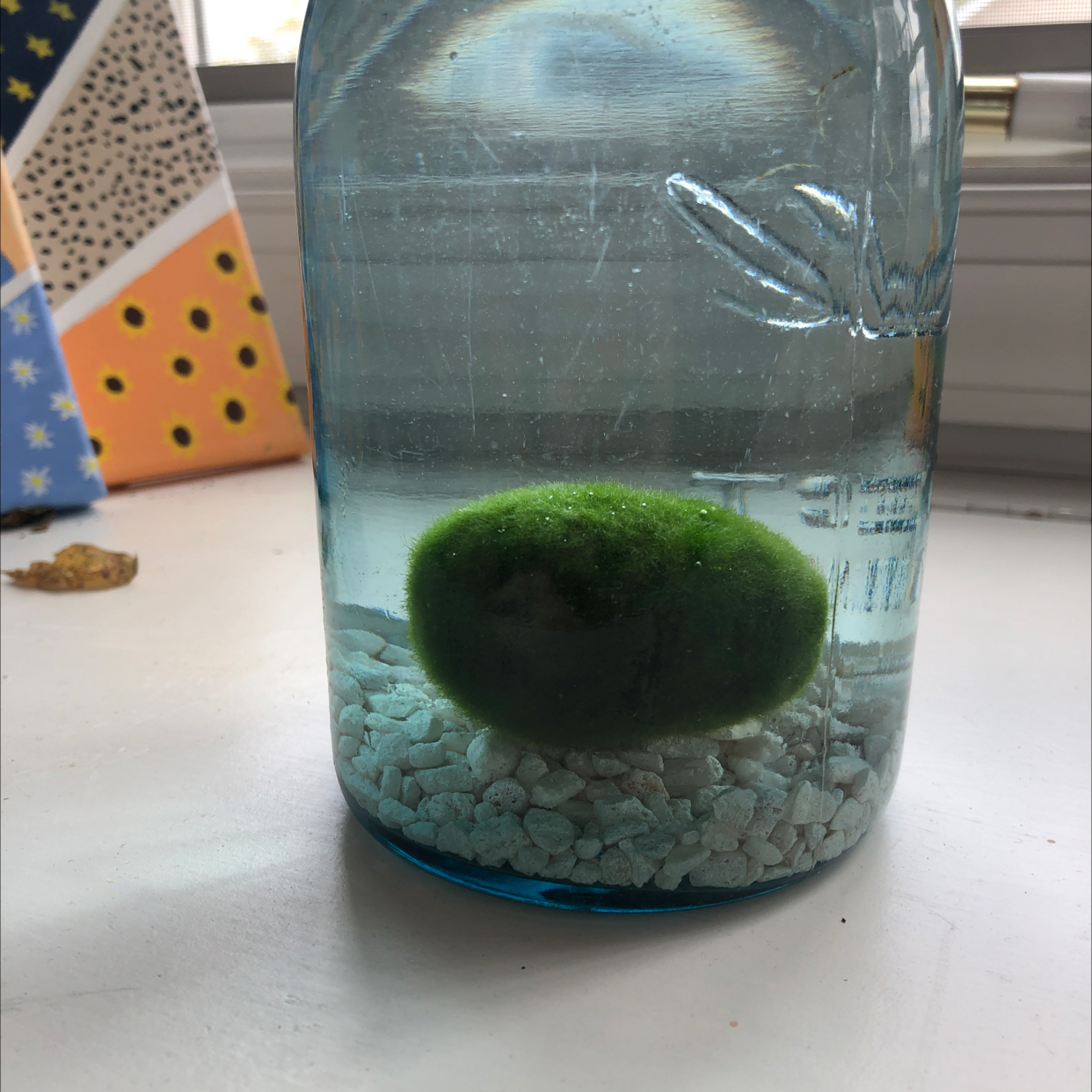 Marimo moss ball in a glass container with water and white pebbles.