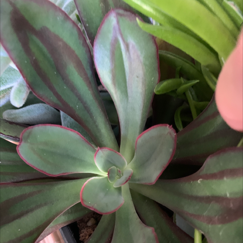 Painted Echeveria with green leaves, red edges, and dark stripes. Healthy appearance.