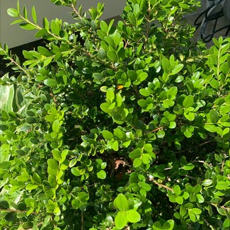 Common Boxwood plant in Odenton, Maryland