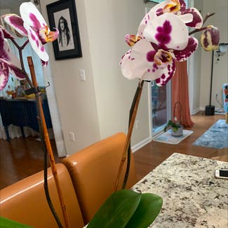Phalaenopsis Orchid plant in Odenton, Maryland