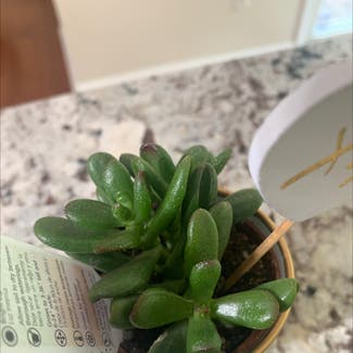 Jade plant in Odenton, Maryland