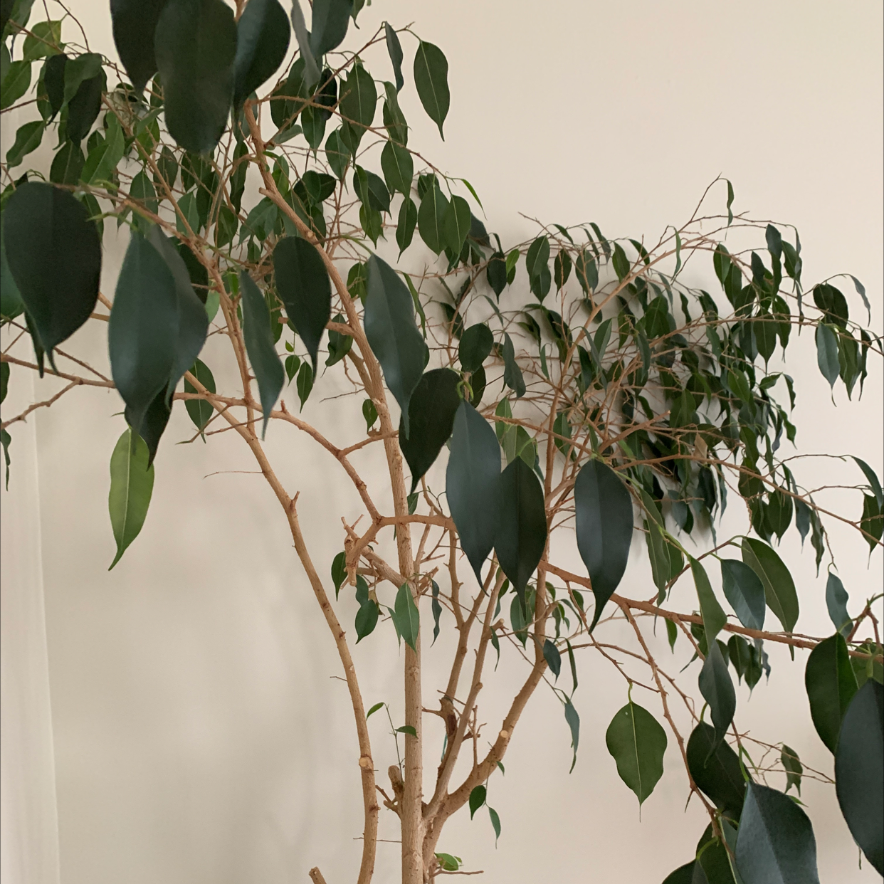 Weeping Fig plant photo by @TriniInXisle named Money Tree on Greg, the plant care app.