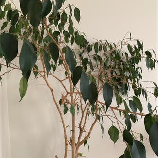 Weeping Fig plant in Odenton, Maryland