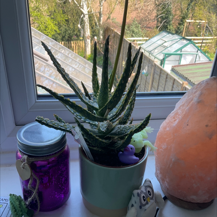 Photo of the plant species Gasteria pulchra by @cryptidInAtree named Dani on Greg, the plant care app