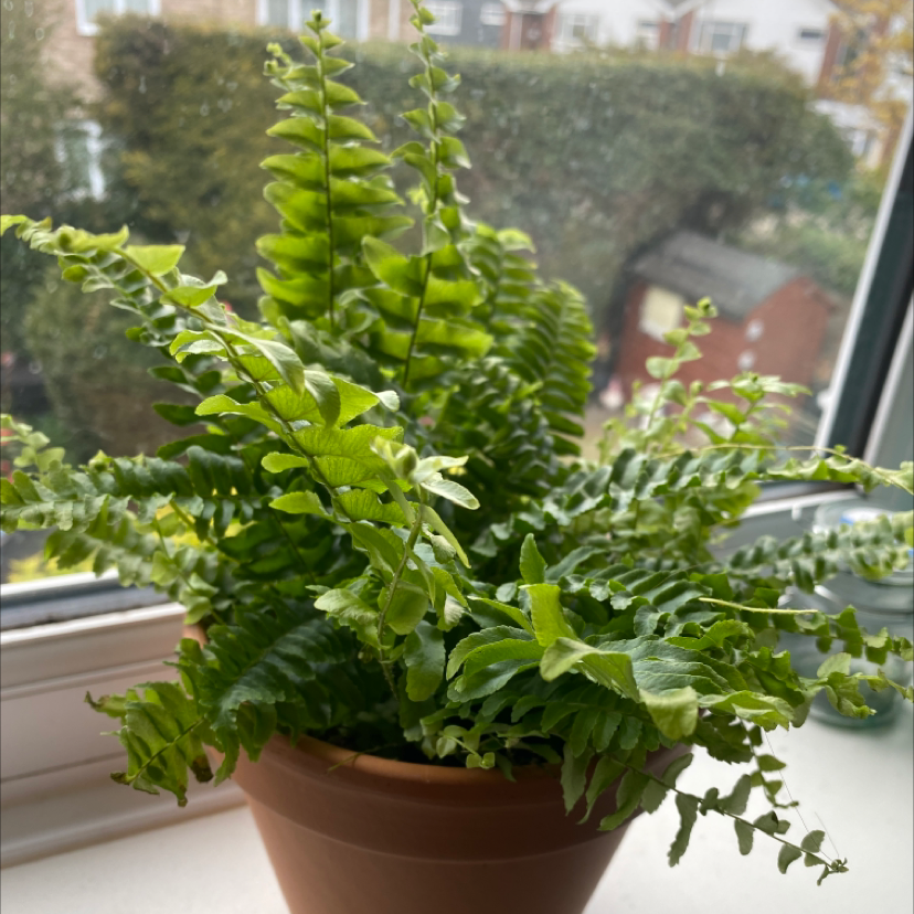 Boston Fern plant photo by @evamarie27 named Fern on Greg, the plant care app.