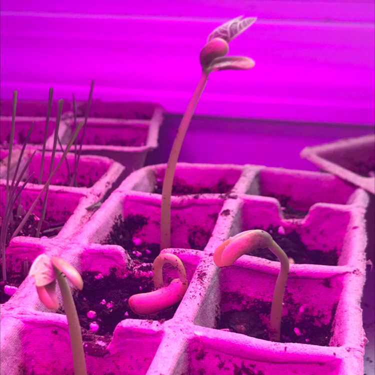 Photo of the plant species Triomphe de Farcy Bean by @questionable_nursery named The Crack Brothers on Greg, the plant care app