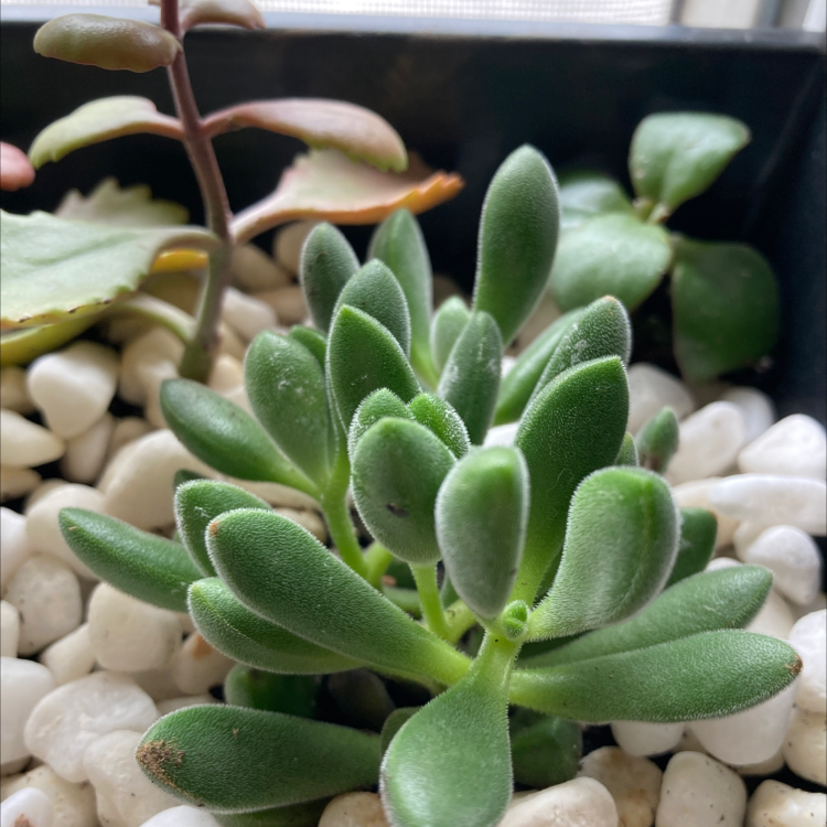 Healthy Mexican Firecracker succulent with thick, fleshy leaves, surrounded by white pebbles.