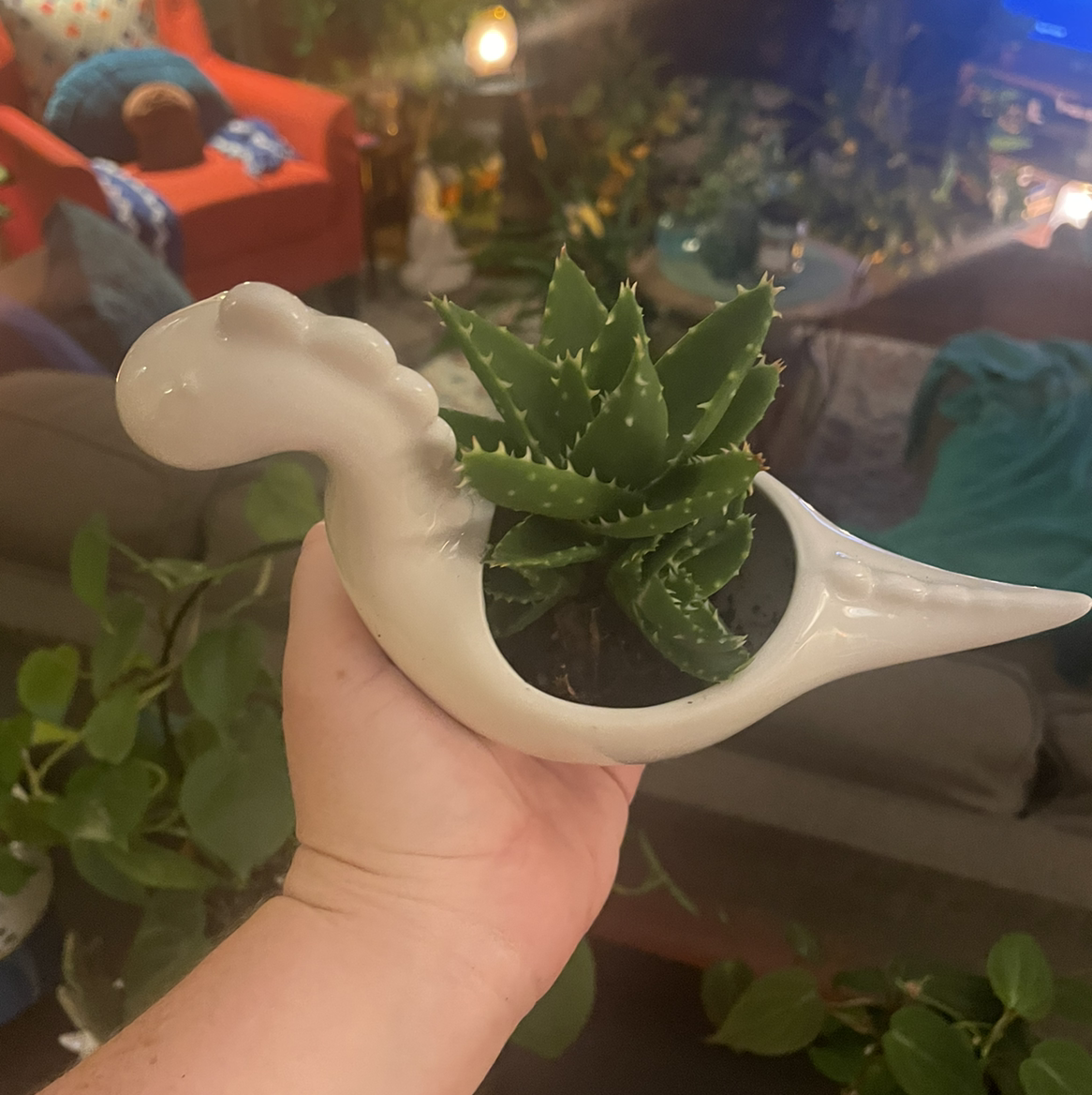 Short-Leaved Aloe plant in a dinosaur-shaped pot held by a hand, with household items in the background.