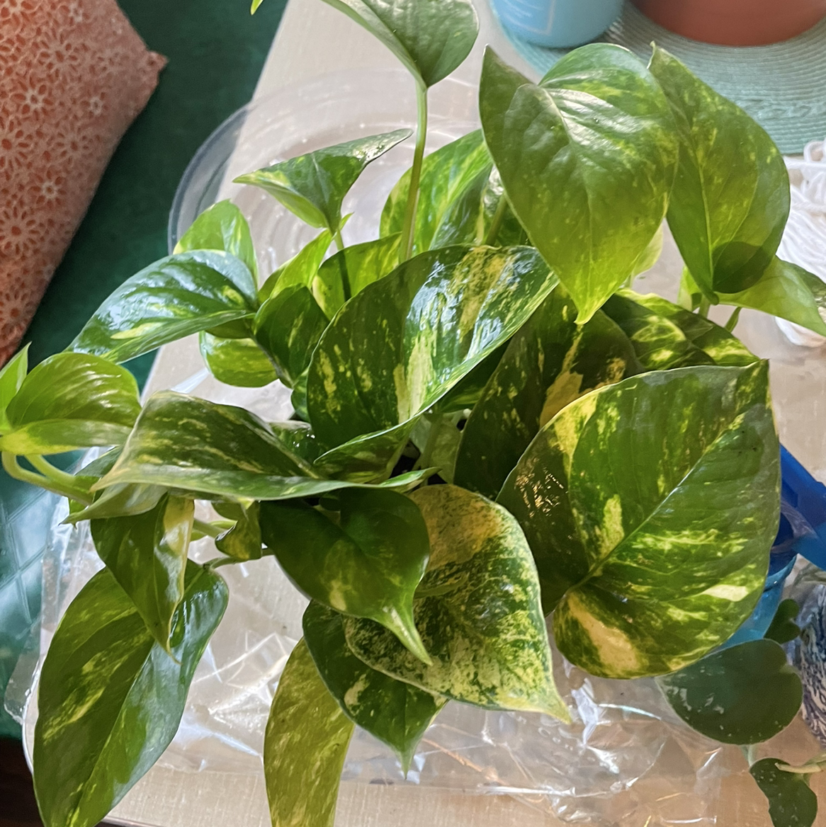 Hawaiian Pothos plant with variegated green and yellow leaves, appearing healthy.